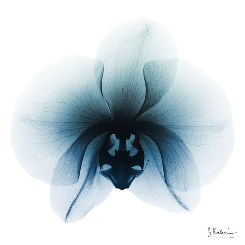 Glacial Orchid 1 White Modern Wood Framed Art Print by Koetsier, Albert