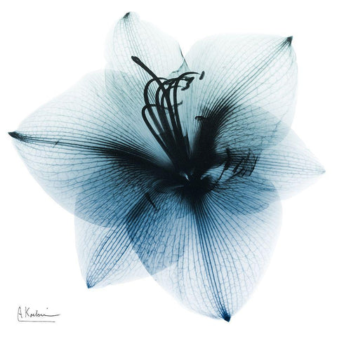 Glacial Amaryllis 1 White Modern Wood Framed Art Print with Double Matting by Koetsier, Albert