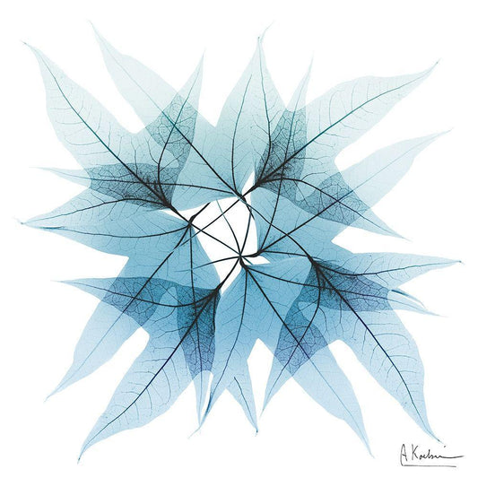 Image Only