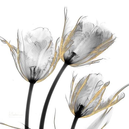 Image Only