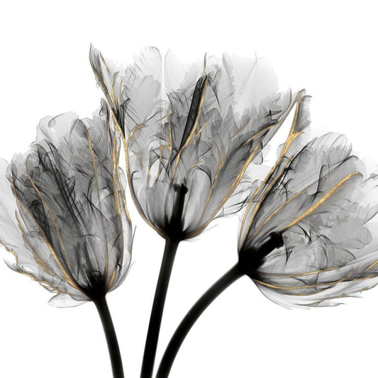 Image Only