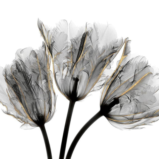 Image Only