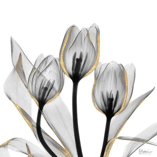 Image Only
