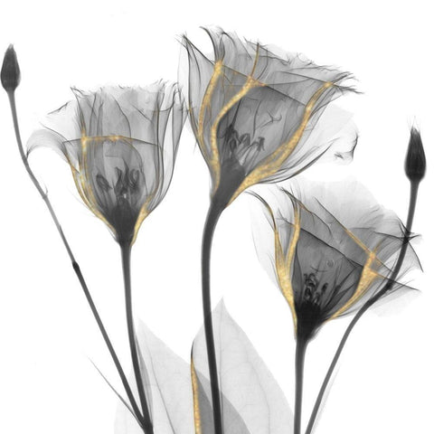 Gold Embellished Gentians 1 White Modern Wood Framed Art Print with Double Matting by Koetsier, Albert