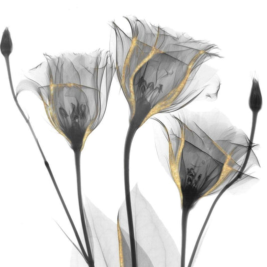 Image Only