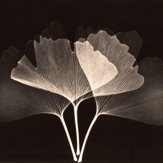 Image Only