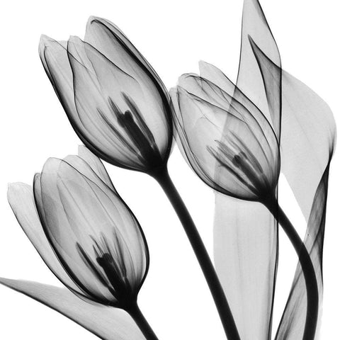 Splendid Monotone Tulips Black Ornate Wood Framed Art Print with Double Matting by Koetsier, Albert