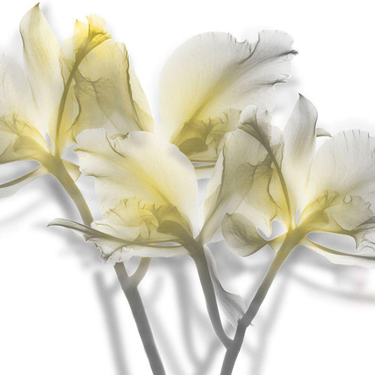 Image Only