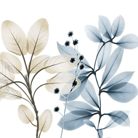 Image Only