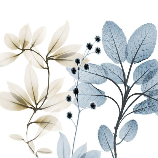 Image Only