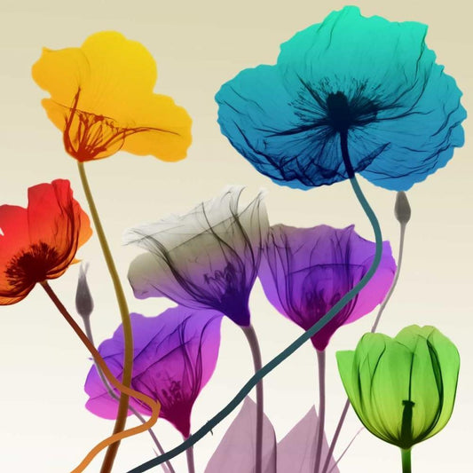 Image Only