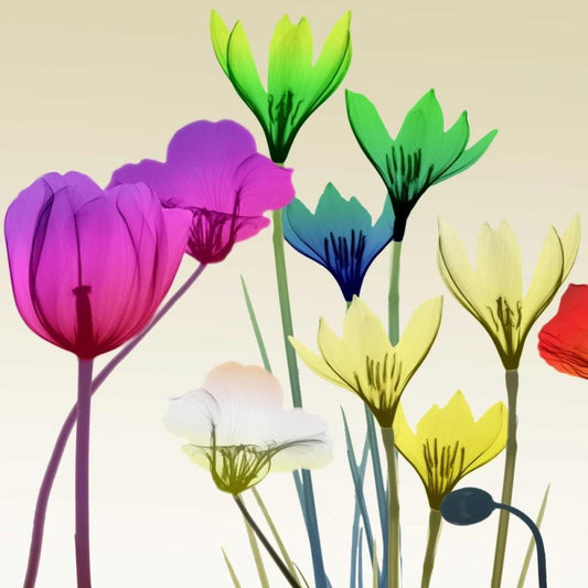 Image Only