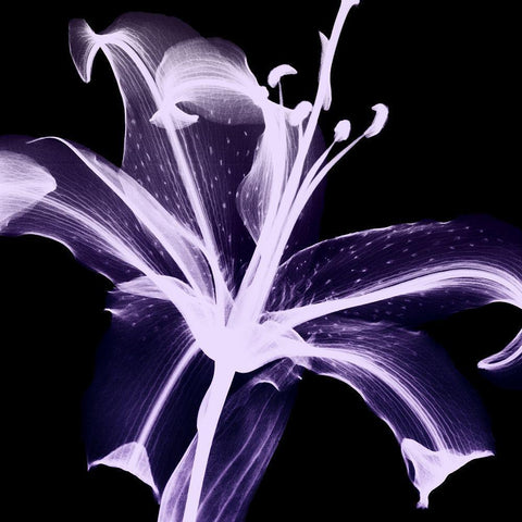 Violet Explosion 2 White Modern Wood Framed Art Print by Koetsier, Albert