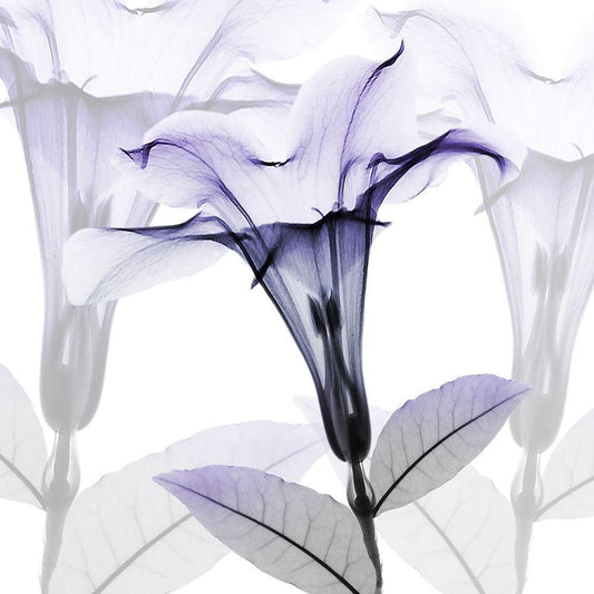 Image Only