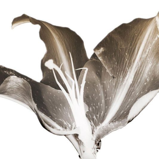 Image Only