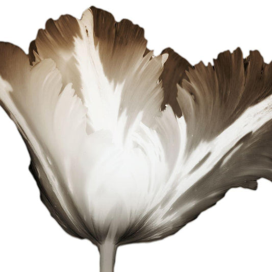 Image Only