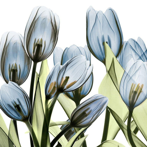 Tulip Blues 1 White Modern Wood Framed Art Print by Koetsier, Albert