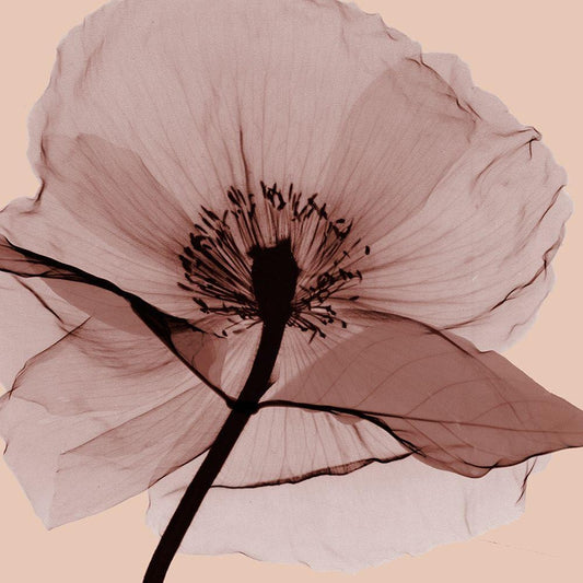 Image Only