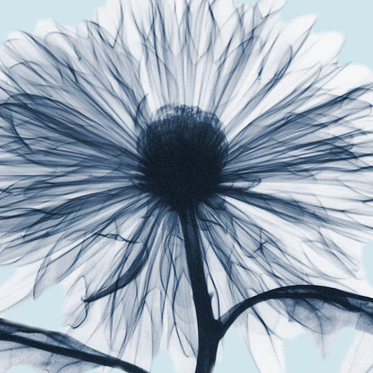 Image Only