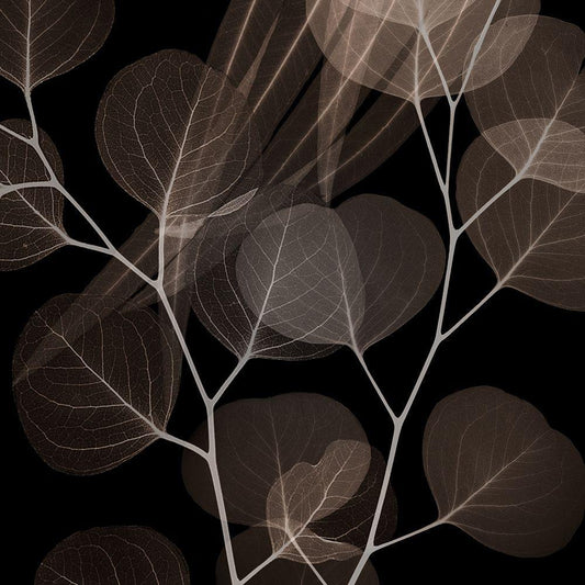Image Only