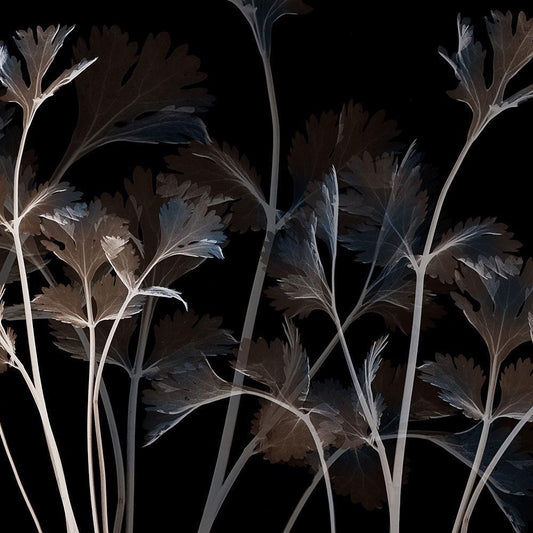 Image Only