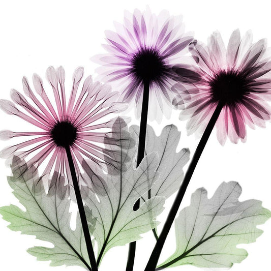 Image Only