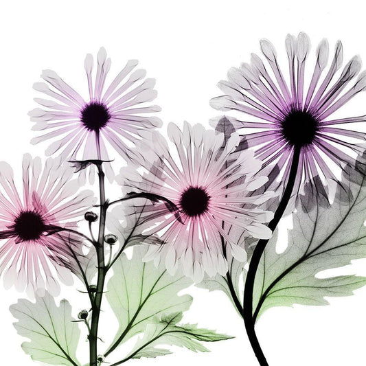 Image Only