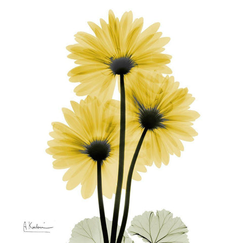 Golden Gerbera 2 White Modern Wood Framed Art Print by Koetsier, Albert