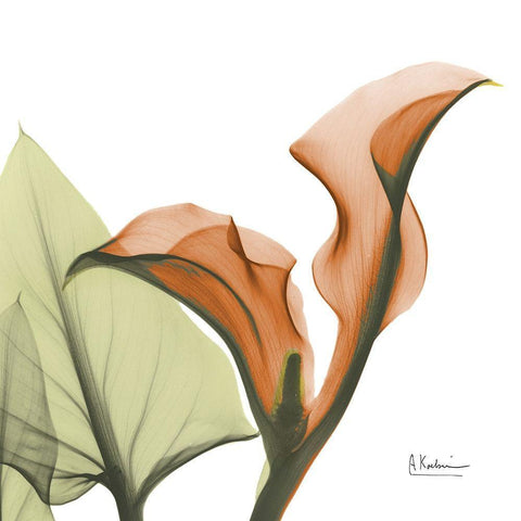 Crimson Calla L235 White Modern Wood Framed Art Print by Koetsier, Albert