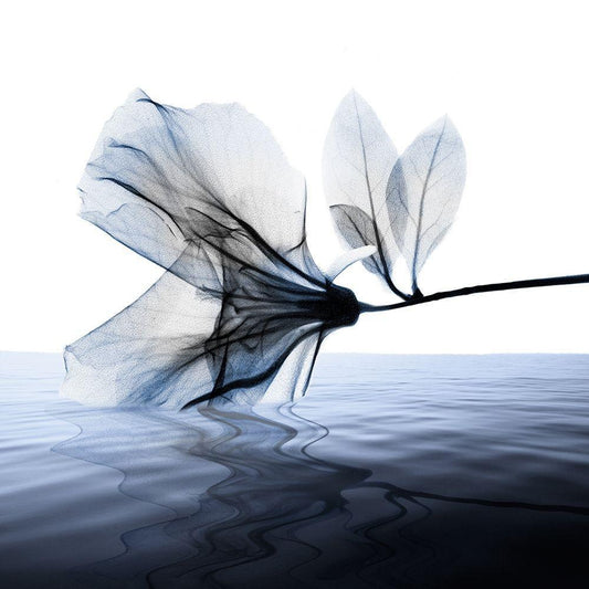 Image Only