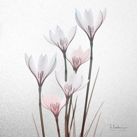 White Rain Lily 1 White Modern Wood Framed Art Print with Double Matting by Koetsier, Albert