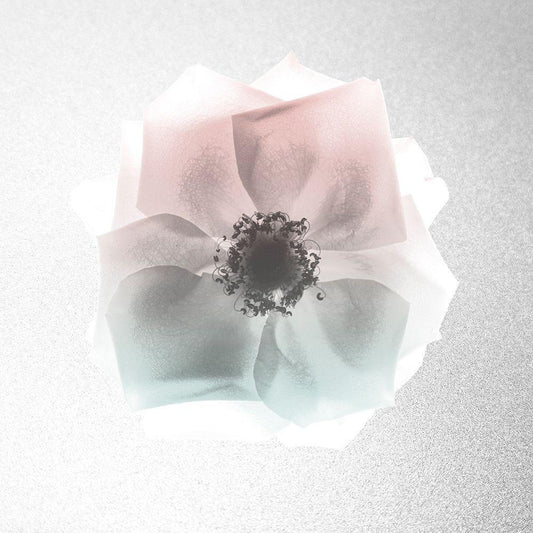 Image Only