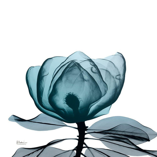 Image Only