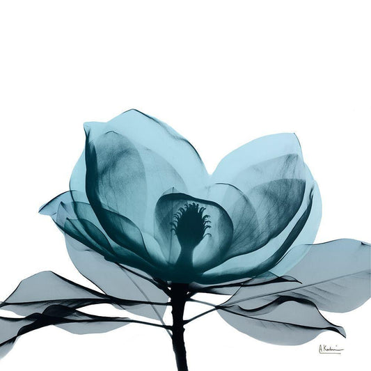 Image Only
