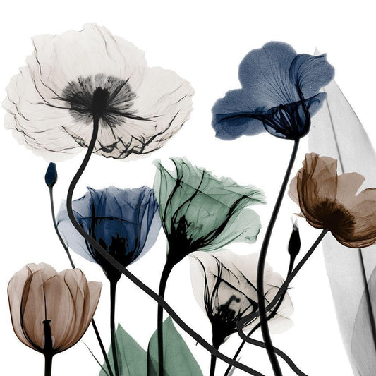 Image Only