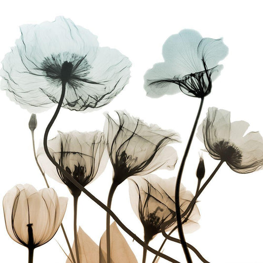 Image Only