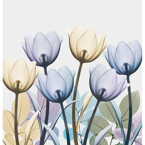 Tulip Collage 1 White Modern Wood Framed Art Print by Koetsier, Albert