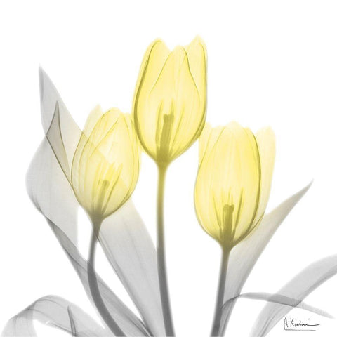 Brilliant Tulips 1 White Modern Wood Framed Art Print with Double Matting by Koetsier, Albert