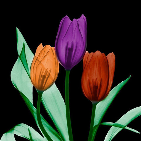 Jeweled Tulips 3 Black Modern Wood Framed Art Print with Double Matting by Koetsier, Albert
