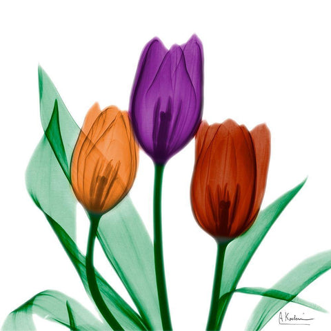 Jeweled Tulips 1 White Modern Wood Framed Art Print by Koetsier, Albert