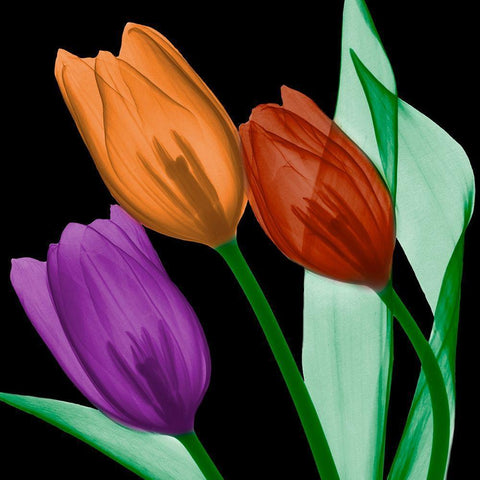 Jeweled Tulips 4 Black Modern Wood Framed Art Print with Double Matting by Koetsier, Albert