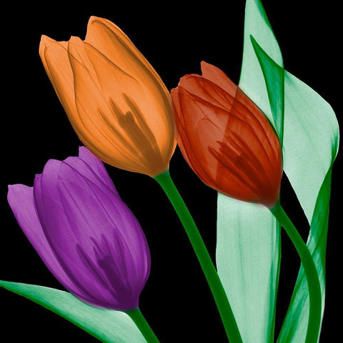 Jeweled Tulips 4 White Modern Wood Framed Art Print by Koetsier, Albert