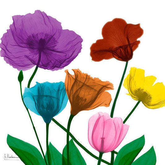 Image Only