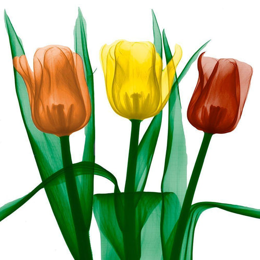 Image Only