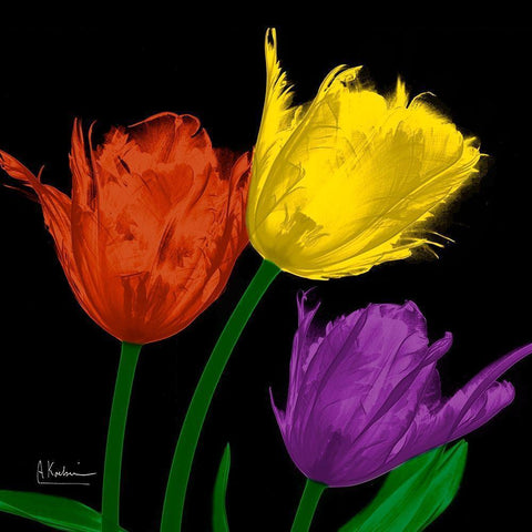 Shiny Jewel Tulips 4 Black Modern Wood Framed Art Print by Koetsier, Albert