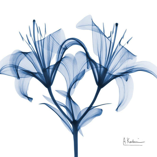 Image Only