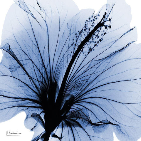 Indigo Hibiscus Turn Black Modern Wood Framed Art Print by Koetsier, Albert