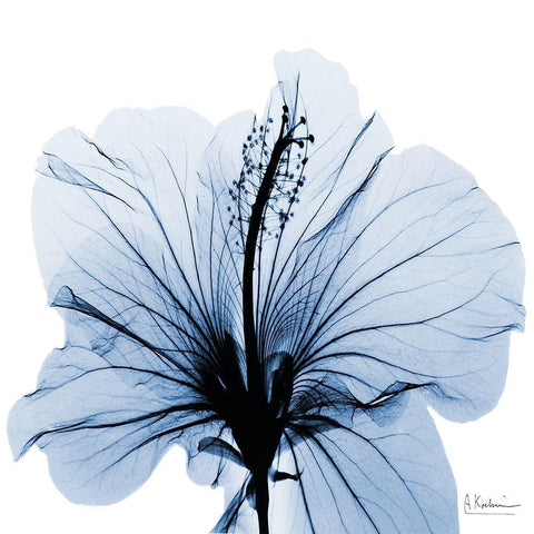 Indigo Hibiscus White Modern Wood Framed Art Print by Koetsier, Albert