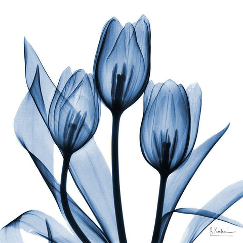 Indigo Tulips White Modern Wood Framed Art Print by Koetsier, Albert