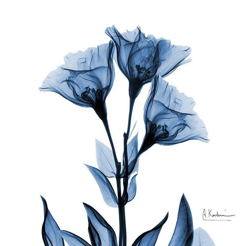 Indigo Gentian White Modern Wood Framed Art Print with Double Matting by Koetsier, Albert